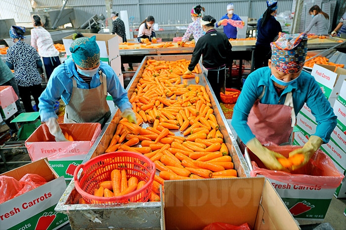 Sôi động xuất khẩu cà rốt ở xã Đức Chính